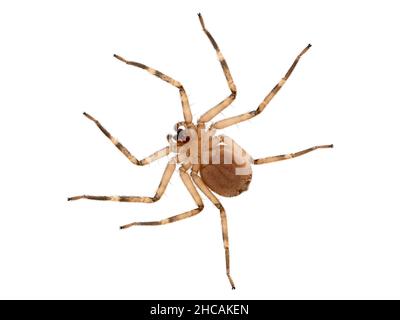 Unterseite einer nordafrikanischen Flattie-Spinne (Selenops rediatus), die auf einer Glasscheibe ruht. Isoliert Stockfoto