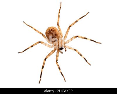 Rückenansicht einer nordafrikanischen Flattie-Spinne (Selenops rediatus), die auf einer Glasscheibe ruhte, isoliert Stockfoto