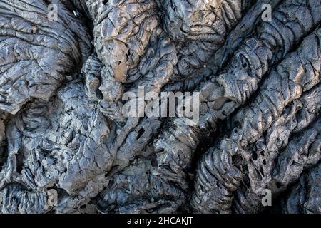 Lava Hintergrund auf Paradise Cliffs, Hilo, Big Island, Hawaii. Glatte, wellige Oberfläche von gefrorener Pahoehoe-Lava Stockfoto