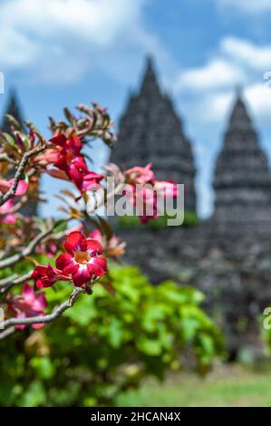 Prambanan Tempel unter dem blauen Himmel. Stockfoto