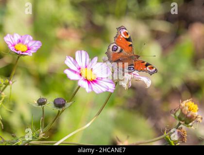 Farbenfroher Schmetterling, der auf einer Blume ruht Stockfoto