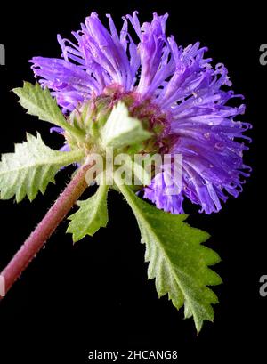 Gewöhnliches Knuspelkraut oder Schwarzes Knuspelkraut, Nahaufnahme, Makroansicht der violetten Blume mit isolierten Blättern auf schwarzem Hintergrund, aufgenommen in geringer Schärfentiefe Stockfoto