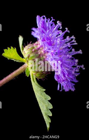 Gewöhnliches Knuspelkraut oder Schwarzes Knuspelkraut, Nahaufnahme, Makroansicht der violetten Blume mit isolierten Blättern auf schwarzem Hintergrund, aufgenommen in geringer Schärfentiefe Stockfoto