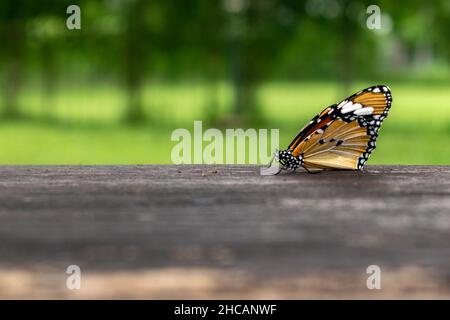 Schmetterling auf einer Bank mit einer Unschärfe von Bäumen im Hintergrund. Stockfoto