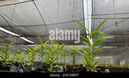 Bewässerung mit Sprinklersprühnebel im Gewächshaus Stockfoto