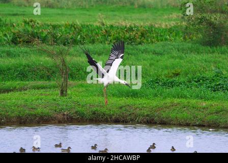 Orientalstorch (Ciconia boyciana) spreizte ihre Flügel auf dem Wasserteich. Eine Vielzahl von Vögeln in den Qingshui Feuchtgebieten, Bezirk Jinshan, Stadt New Taipei Stockfoto