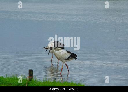 Ein orientalischer Storch (Ciconia boyciana) mit Beinring Nummer A20. Ein weiterer Fang Fisch. Eine Vielzahl von Vögeln in den Qingshui Feuchtgebieten., Jinshan Distric Stockfoto