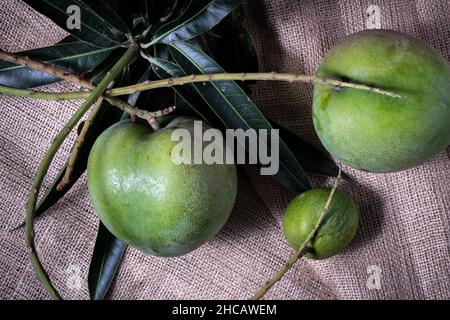 Mangofrucht mit Stielen und Blättern noch befestigt Stockfoto