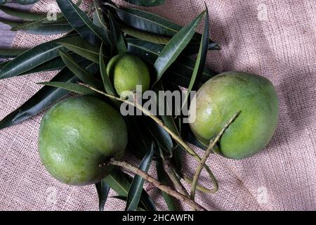 Mangofrucht mit Stielen und Blättern noch befestigt Stockfoto