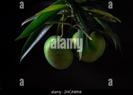 Mangofrucht mit Stielen und Blättern noch befestigt, Foto in dunkler Stimmung Stockfoto