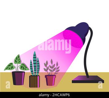 Haus Gartenanlagen unter lila Licht der Phyto-Lampe isoliert auf weißem Hintergrund. Vektorgrafik im einfachen Cartoon-Stil. Stock Vektor