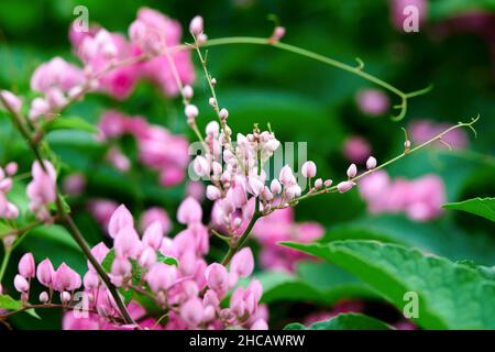 Nahaufnahme von mexikanischen Kriechkerkaneeren oder Korallenblüten im Garten Stockfoto