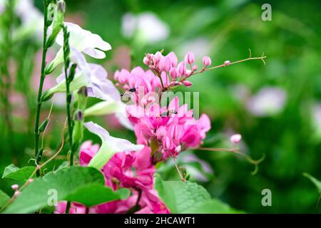 Nahaufnahme von mexikanischen Kriechkerkaneeren oder Korallenblüten im Garten Stockfoto