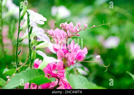 Nahaufnahme von mexikanischen Kriechkerkaneeren oder Korallenblüten im Garten Stockfoto