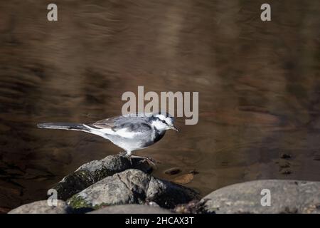 Ein japanischer Wagtail (Motacilla alba lugens) eine Unterart des weißen Wagtail in einem Park Kanagawa, Japan Stockfoto