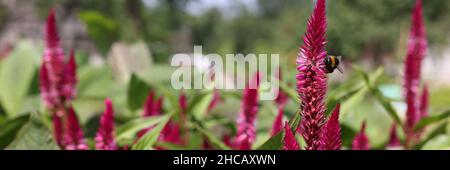 Nahaufnahme von rosafarbenen Celosia-Blüten, die im Garten wachsen Stockfoto