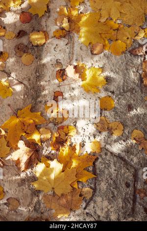 Auf der Straße liegen orangefarbene Ahornblätter, ein Rahmen aus Blättern für den Hintergrund und Inschriften. Konzept des Herbstes. Speicherplatz kopieren. Hallo Herbst. Stockfoto