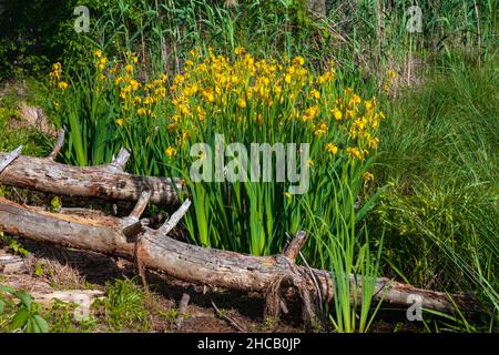 Die gelbe Flagge Iris stammt aus Eurasien und ist aus den Gärten Nordamerikas entflochten und zu einer invasiven Frau geworden. Stockfoto