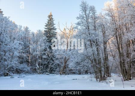 Winterwald mit Frost auf den Bäumen Stockfoto