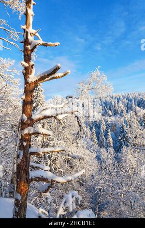 Alter Baumschnauz in einem Winterwald Stockfoto