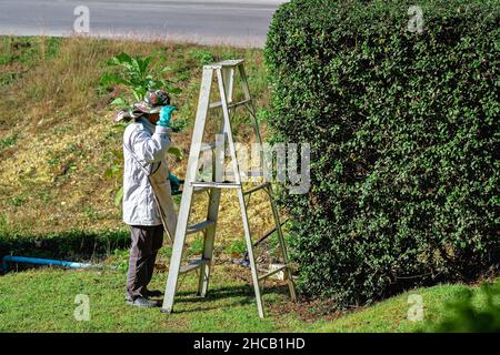 Asiatische Profi-Gärtner trimmen Pflanzen mit Profi-Schere und Leiter. Ein Baumchirurg oder Baumpfleger, der mit einer Schere Äste schneidet. Dekoration Stockfoto