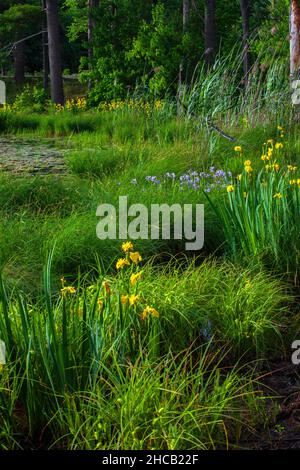 Die nicht-einheimische gelbe Flagge und die einheimische Iris mit der blauen Flagge wachsen zusammen in Stucky's Pond im Delaware Water Gap National Recreation Area. Stockfoto