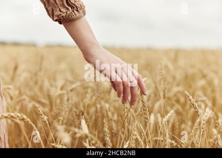 Hand der Bauer betraf die Reifung der Weizenohren im Frühsommer endloses Feld Stockfoto