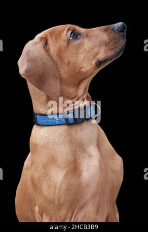 Nahaufnahme eines rhodesischen Ridgeback-Welpen. Braun reinrassig Jagdhund mit blauem Kragen isoliert auf schwarzem Hintergrund. Stockfoto