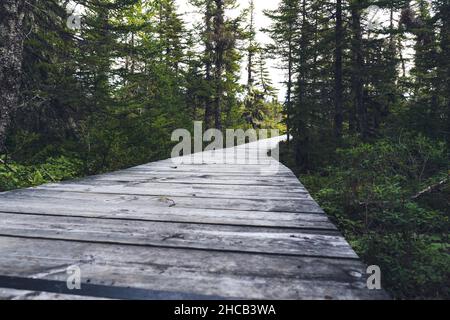 Promenade im Wald von Quarry Island im Nationalpark des Mingan-Archipels in der Region Cote Nord in Quebec, Kanada Stockfoto