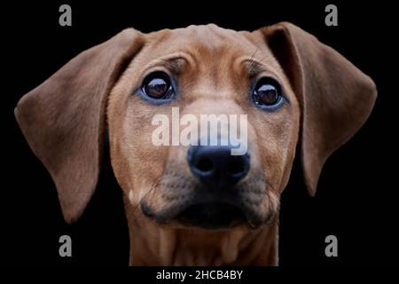 Porträt eines braunen Rhodesian Ridgeback Welpen isoliert Stockfoto