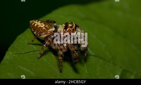 Haarige braune Spinne auf grünem Blatt mit dunklem Hintergrund Stockfoto