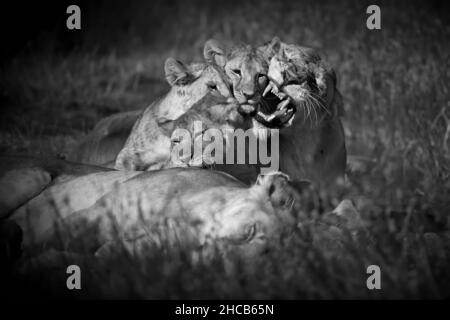 Graustufenaufnahme einer mannlosen Löwenfamilie, die in Tansania auf dem Gras kuschelt Stockfoto