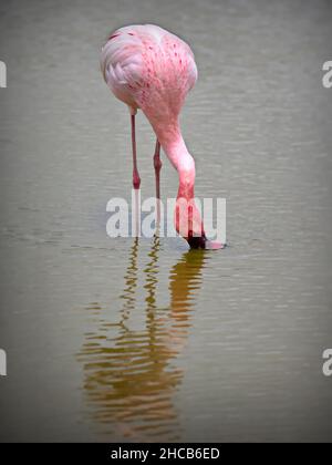 Vertikale Aufnahme eines Flamingos, der aus einem See in Tansania trinkt Stockfoto