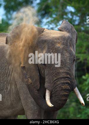 Vertikale Makroaufnahme eines Elefanten, der Sand aus seinen Proboscis in Tansania abbläst Stockfoto