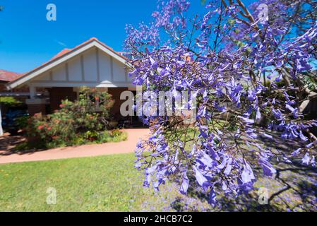 Eine Nahaufnahme eines blühenden Jacaranda (Jacaranda mimosifolia) im Vorgarten eines kalifornischen Bungalowhauses in Sydney, Australien Stockfoto