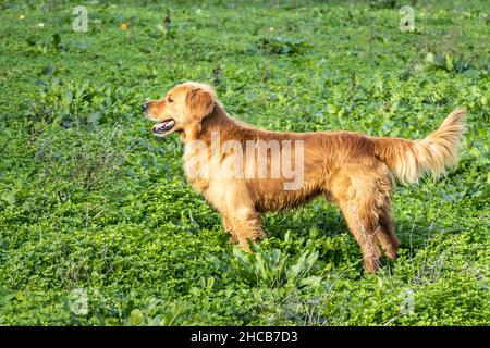 Schottischer Golden Retriever Hund auf grünem Gras in der Natur Stockfoto