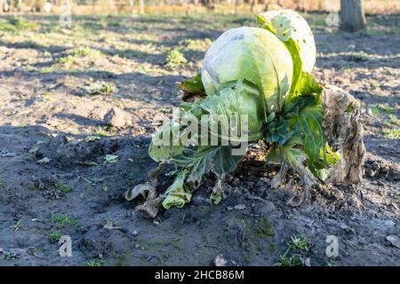 Der letzte reife Weißkohlkopf im geernteten Gemüsegarten am sonnigen Tag Stockfoto