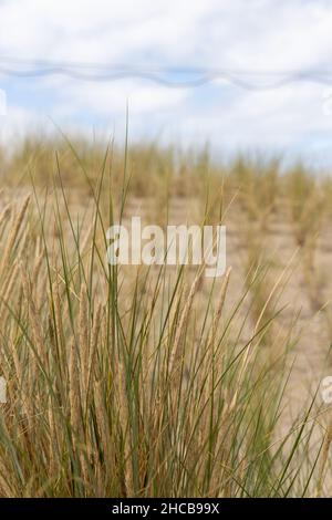 Dünengras als Schutz für die Düne und auch Lebensraum für Tiere und Insekten im Sommer. Stockfoto