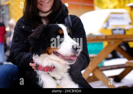 Minsk, Weißrussland, 25. Dezember 2021: Eine Frau hält einen Border Collie mit anderen Augen. Neujahrsmesse. Stockfoto