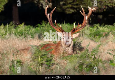 Porträt eines Rothirschhirsches, der im Gras liegt, Vereinigtes Königreich. Stockfoto