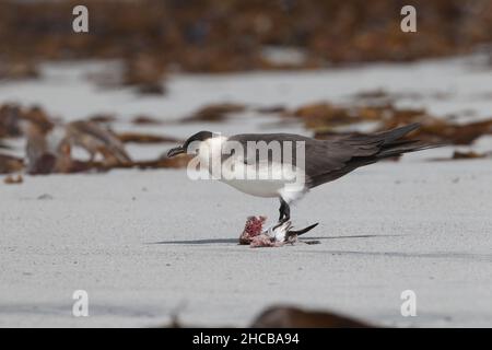 Dieses Paar arktischer Skua fing den sanderling im Flug, bevor er ihn verzehrt hatte. Zerreißen des Korpus manchmal zusammen. Stockfoto