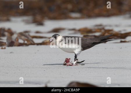 Dieses Paar arktischer Skua fing den sanderling im Flug, bevor er ihn verzehrt hatte. Zerreißen des Korpus manchmal zusammen. Stockfoto