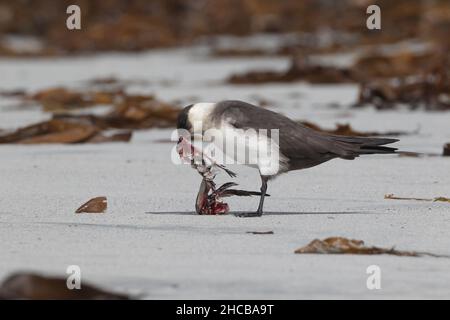 Dieses Paar arktischer Skua fing den sanderling im Flug, bevor er ihn verzehrt hatte. Zerreißen des Korpus manchmal zusammen. Stockfoto