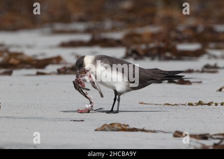 Dieses Paar arktischer Skua fing den sanderling im Flug, bevor er ihn verzehrt hatte. Zerreißen des Korpus manchmal zusammen. Stockfoto