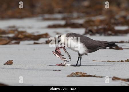 Dieses Paar arktischer Skua fing den sanderling im Flug, bevor er ihn verzehrt hatte. Zerreißen des Korpus manchmal zusammen. Stockfoto