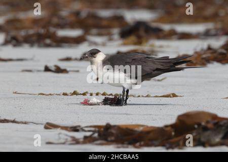 Dieses Paar arktischer Skua fing den sanderling im Flug, bevor er ihn verzehrt hatte. Zerreißen des Korpus manchmal zusammen. Stockfoto