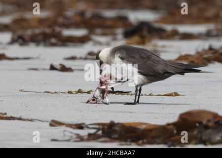 Dieses Paar arktischer Skua fing den sanderling im Flug, bevor er ihn verzehrt hatte. Zerreißen des Korpus manchmal zusammen. Stockfoto