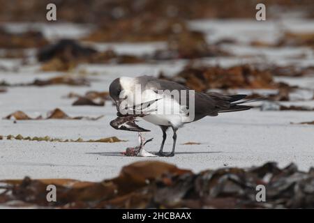 Dieses Paar arktischer Skua fing den sanderling im Flug, bevor er ihn verzehrt hatte. Zerreißen des Korpus manchmal zusammen. Stockfoto