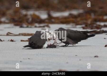 Dieses Paar arktischer Skua fing den sanderling im Flug, bevor er ihn verzehrt hatte. Zerreißen des Korpus manchmal zusammen. Stockfoto