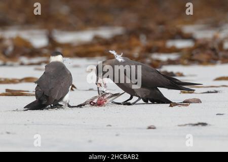 Dieses Paar arktischer Skua fing den sanderling im Flug, bevor er ihn verzehrt hatte. Zerreißen des Korpus manchmal zusammen. Stockfoto